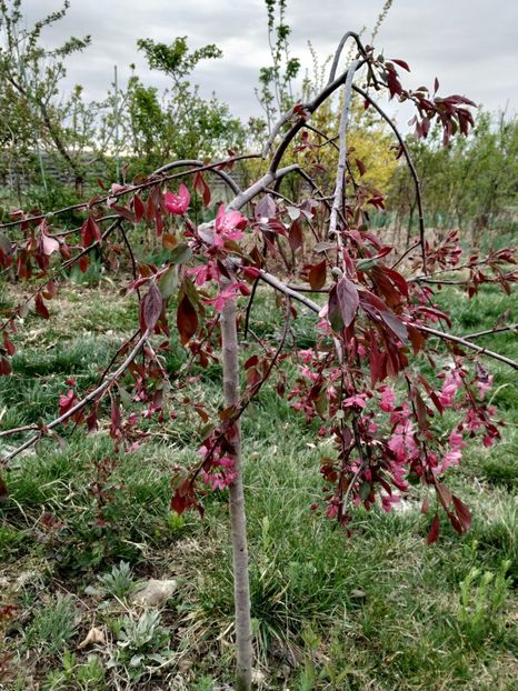  - Diverse plante