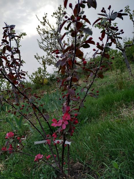  - Diverse plante