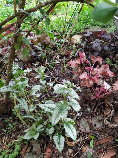  - Diverse plante