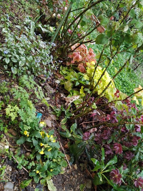  - Diverse plante