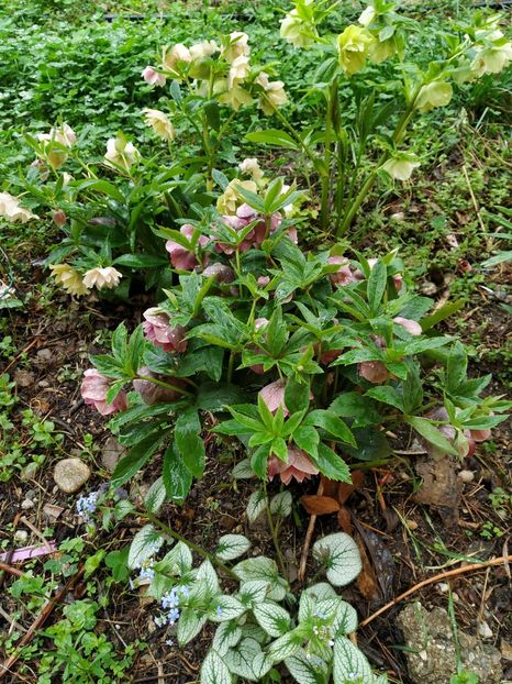  - Diverse plante