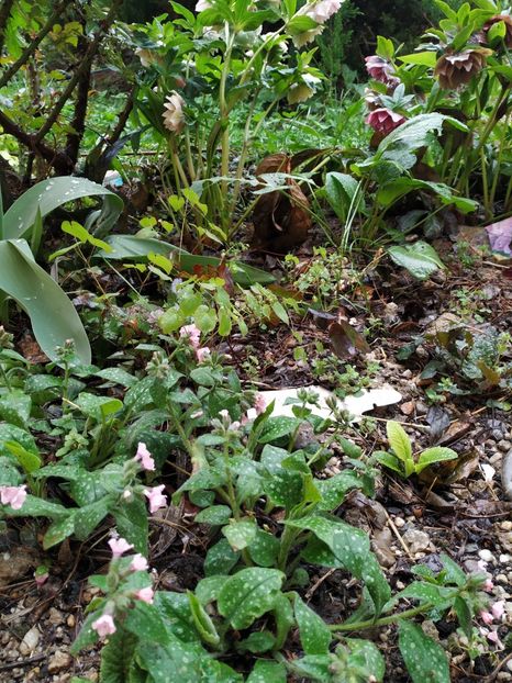  - Diverse plante