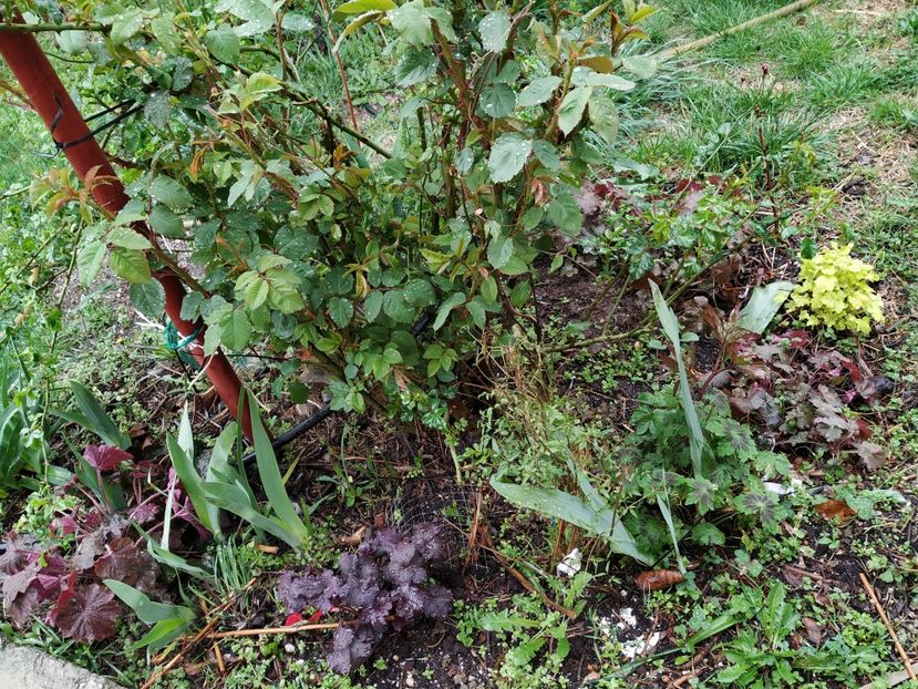  - Diverse plante