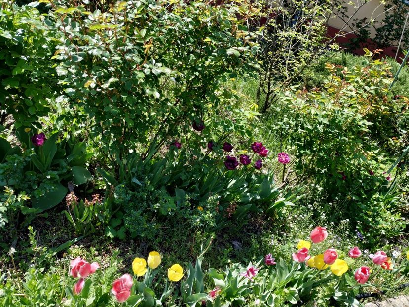  - Diverse plante