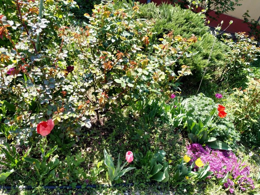  - Diverse plante