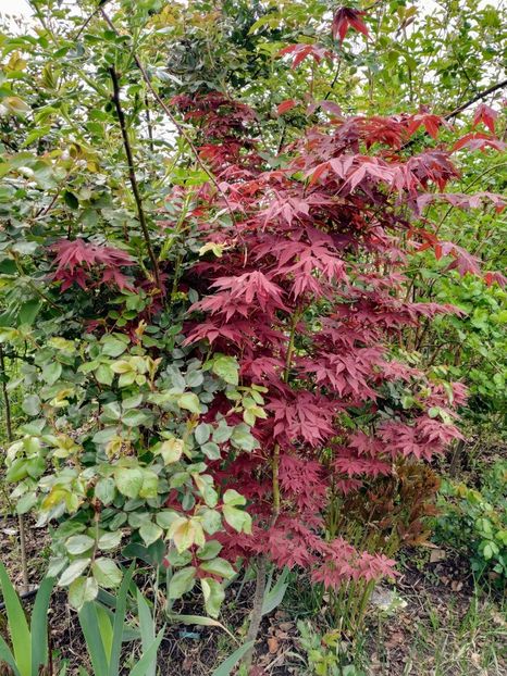  - Diverse plante