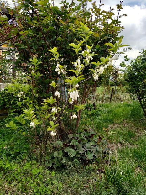  - Diverse plante