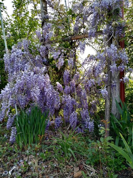  - Diverse plante
