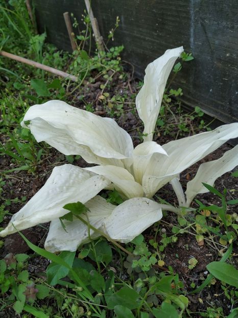  - Diverse plante