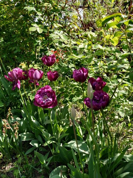  - Diverse plante