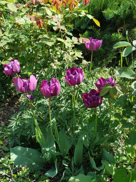  - Diverse plante