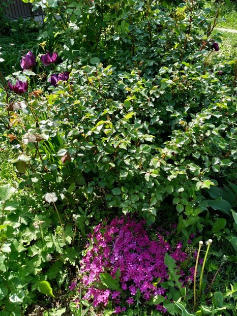  - Diverse plante