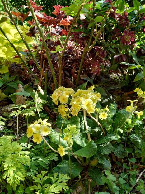  - Diverse plante