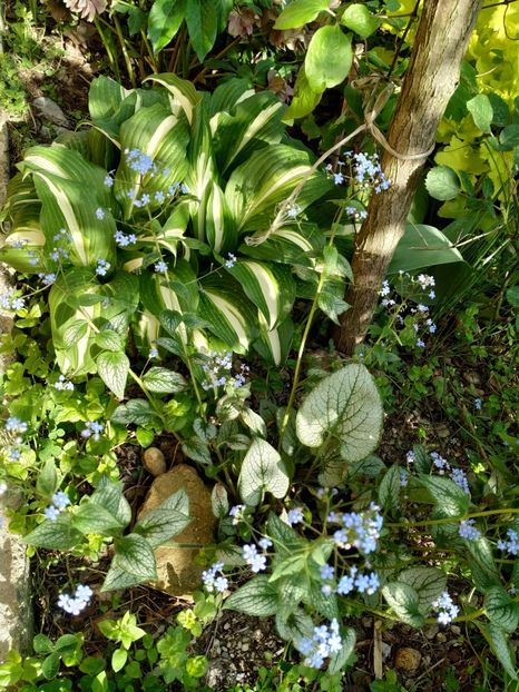  - Diverse plante