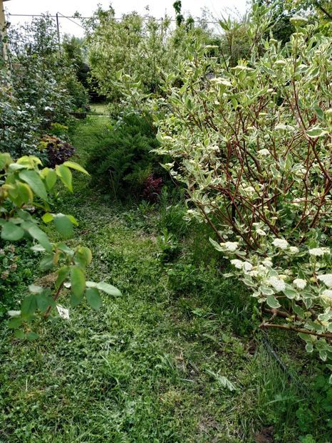  - Diverse plante