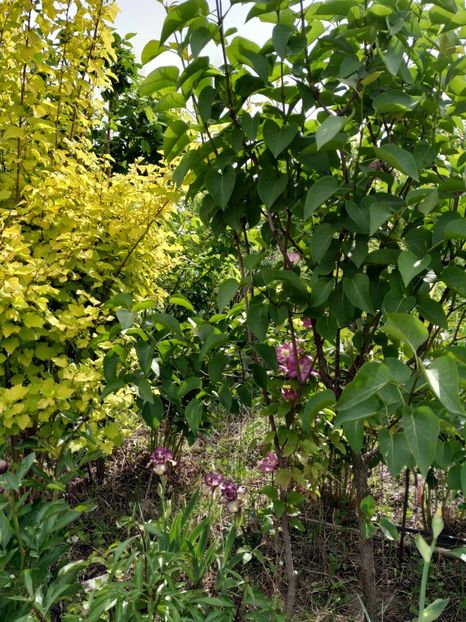  - Diverse plante