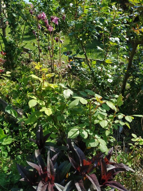  - Diverse plante