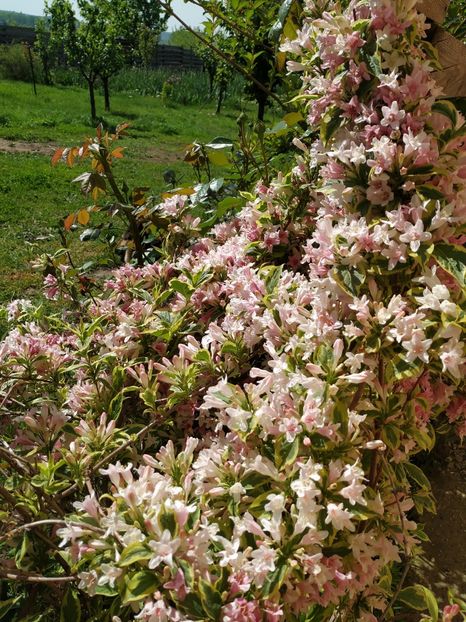  - Diverse plante