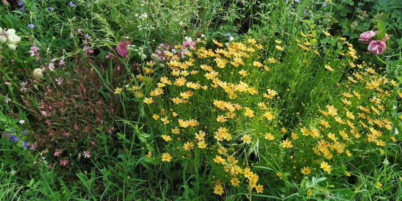  - Diverse plante