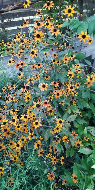  - Diverse plante
