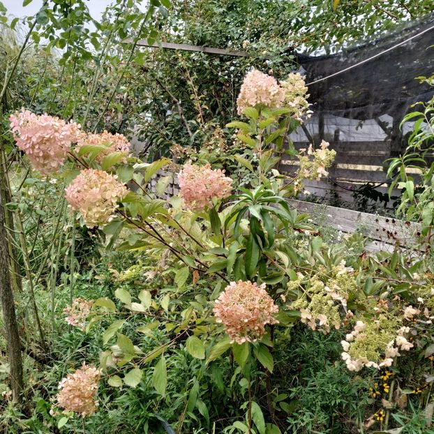  - Diverse plante