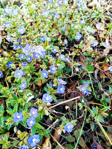 Veronica (1) - Diverse plante