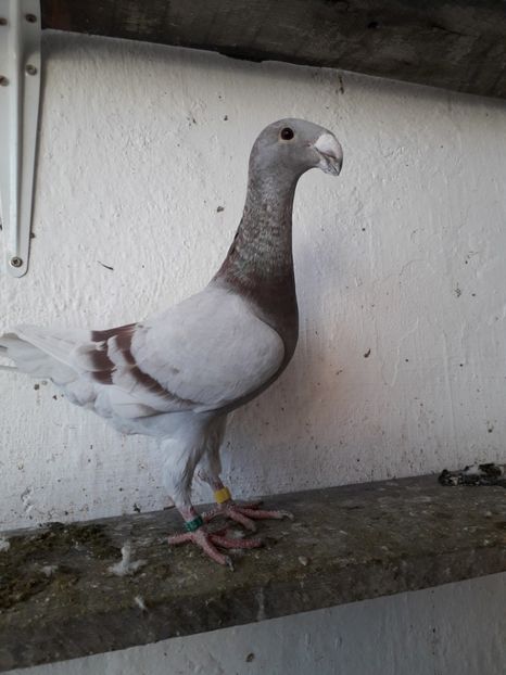  - Voiajori germani 2020 matca