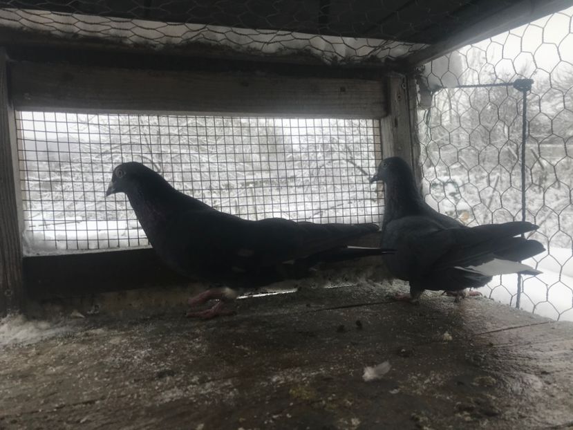 Voiajor+codalb - Metiși