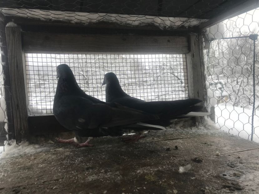 Voiajor+codalb - Metiși