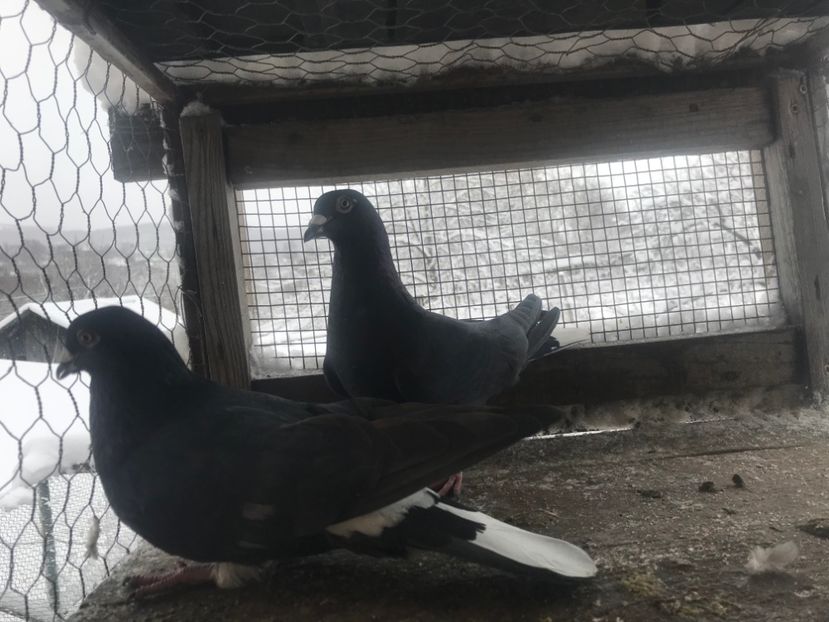 Voiajor+codalb - Metiși