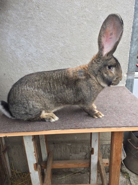 9,5 KG - RO 8-128189