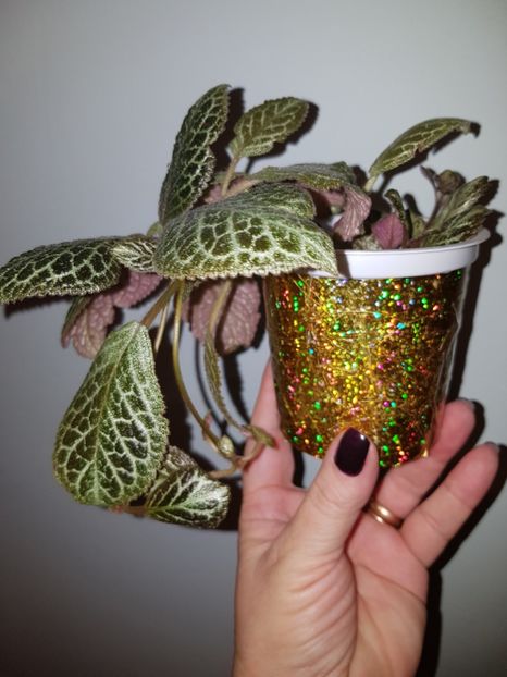  - Episcia 2019