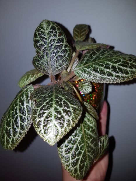  - Episcia 2019