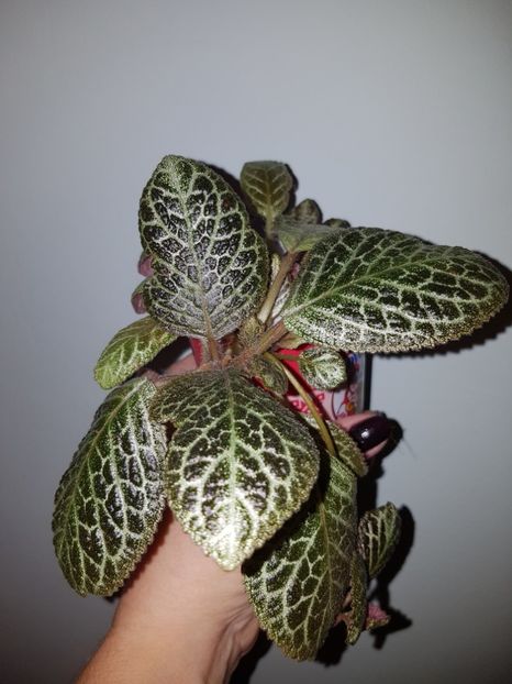  - Episcia 2019