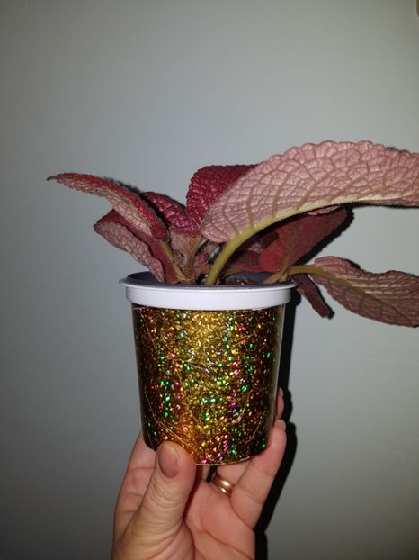  - Episcia 2019