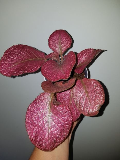  - Episcia 2019
