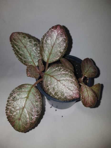  - Episcia 2019