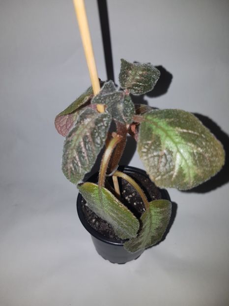  - Episcia 2019