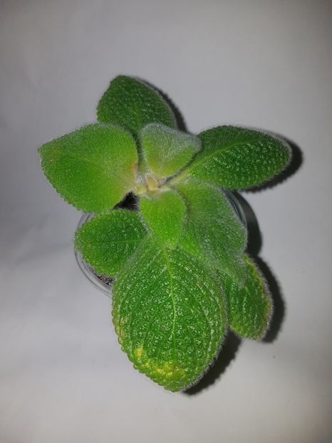  - Episcia 2019