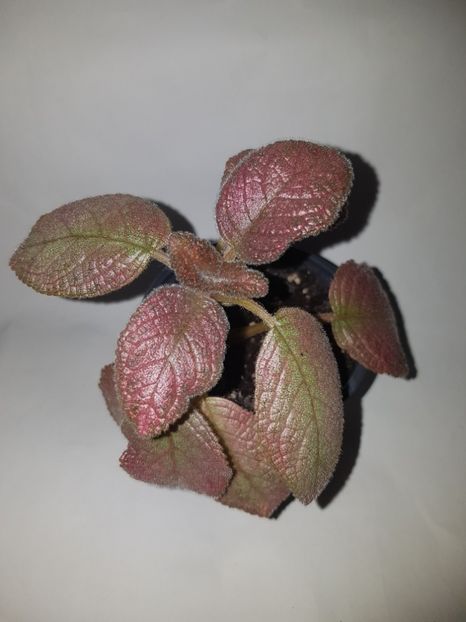  - Episcia 2019
