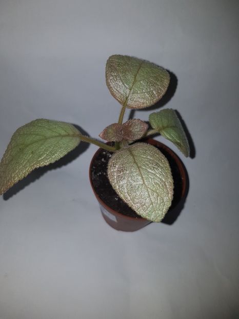  - Episcia 2019