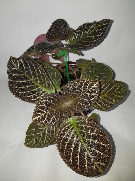  - Episcia 2019
