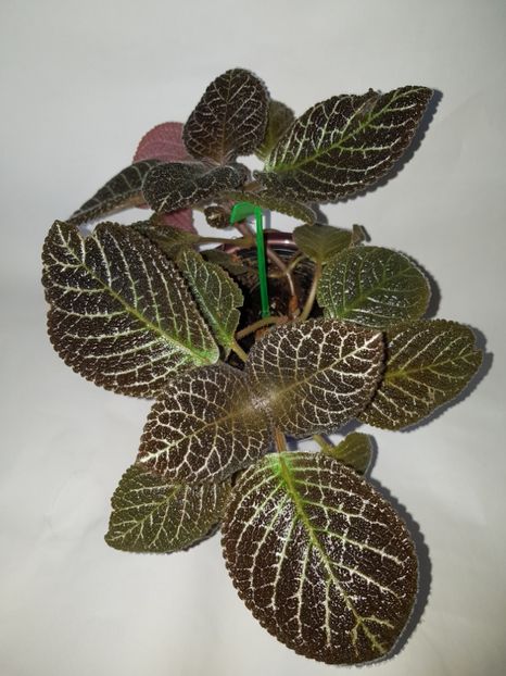  - Episcia 2019