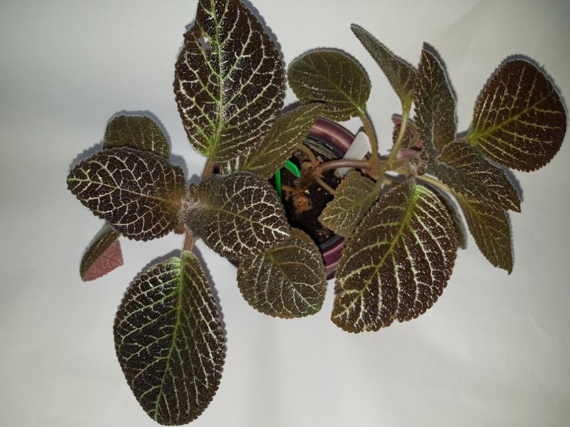  - Episcia 2019