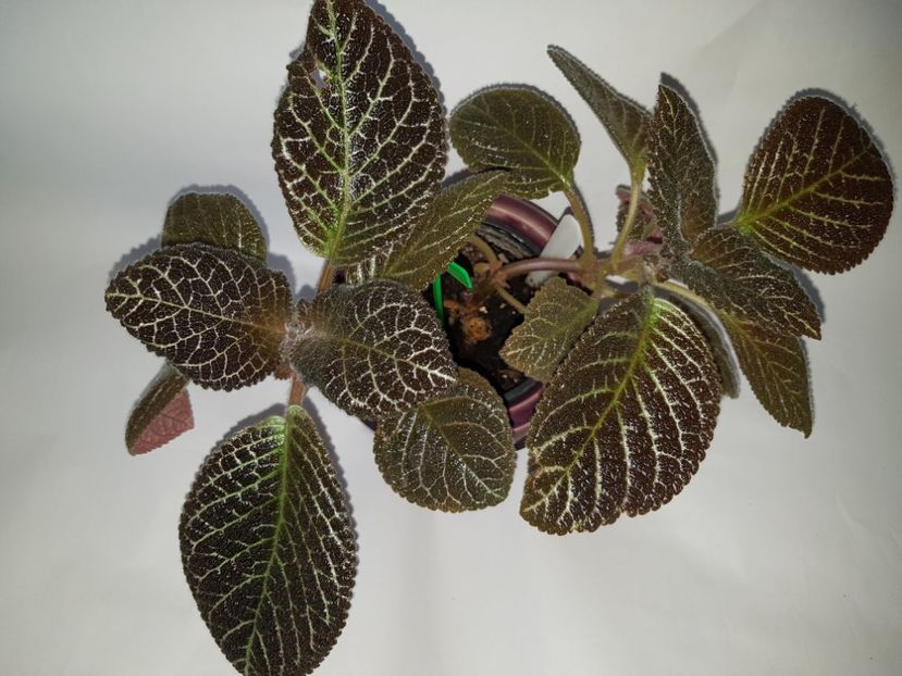  - Episcia 2019