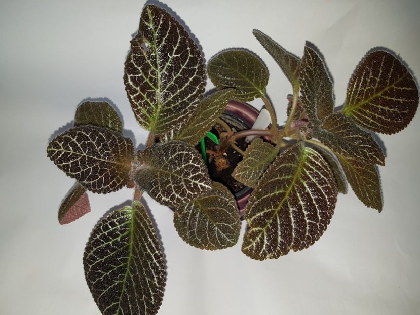  - Episcia 2019