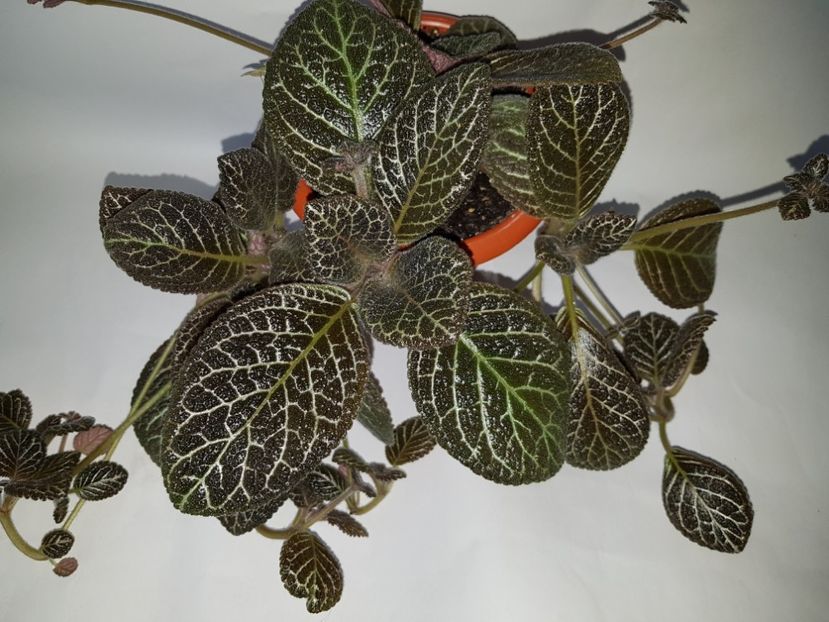  - Episcia 2019