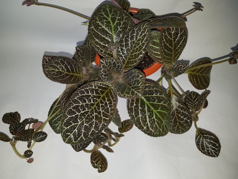  - Episcia 2019