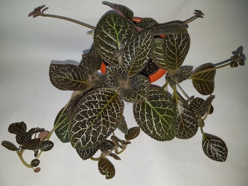  - Episcia 2019