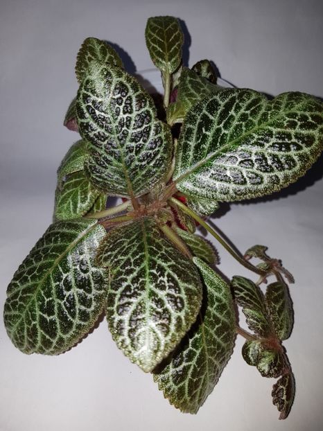  - Episcia 2019